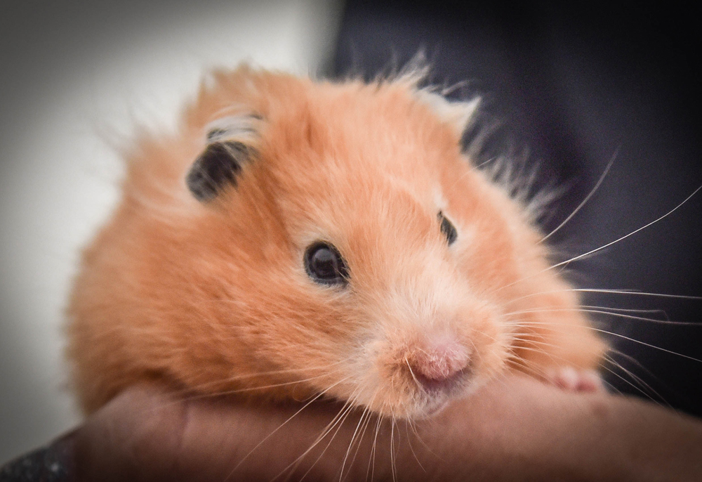 Have a go hamsters
